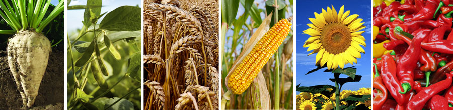 >Otkup i proizvodnja poljoprivrednih proizvoda pšenica, kukuruz, šećerne repe, suncukreta, soje, industrijske paprike.